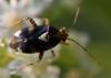 Liocoris tripustulatus